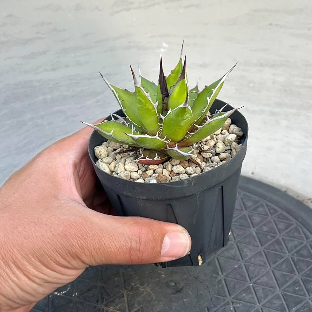 Amazon.co.jp: アガベ ホリダ 実生選抜 強棘 コンパクト 多肉